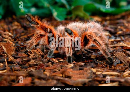 Tarantola rosa cilena (Grammostola rosea), capelli di rosa cilena Foto Stock