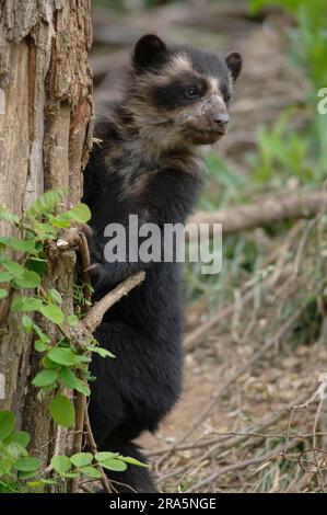 Orso Spectacled (Tremarctos ornatus), giovane, 3 mesi Foto Stock