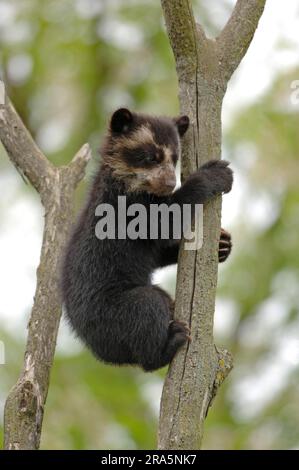 Orso Spectacled (Tremarctos ornatus), giovane, 3 mesi Foto Stock