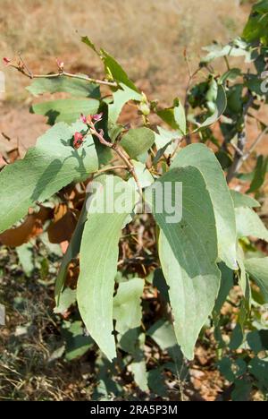 Mopane (Colophospermum mopane) albero, Namibia Foto Stock