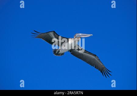 Brown Pelican (Pelicanus occidentalis), Florida, Stati Uniti Foto Stock