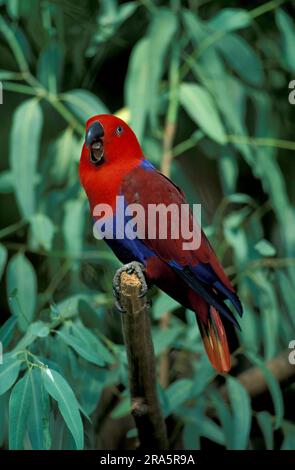 Nuovo eclectus pappagallo rosso d'India (Eclectus roratus polychloros), femmina Foto Stock