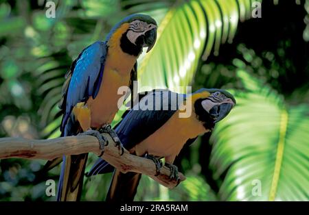 Macaws blu e giallo, coppia, Macaw blu e oro (Ara arauna) Foto Stock