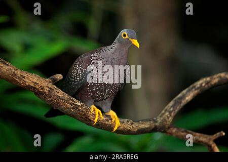 Piccione africano (Columba arquatrix) Foto Stock