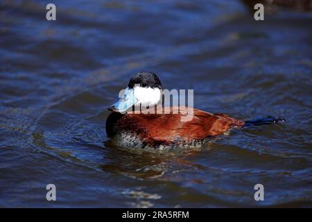 Anatra tufted, maschio, anatra ruddy (Oxyura jamaicensis), USA Foto Stock