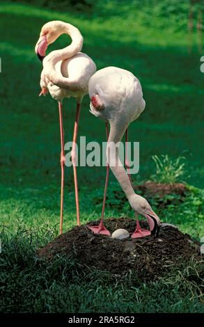 Greater flamingo (Phoenicopterus ruber roseus), accoppiare al nido Foto Stock