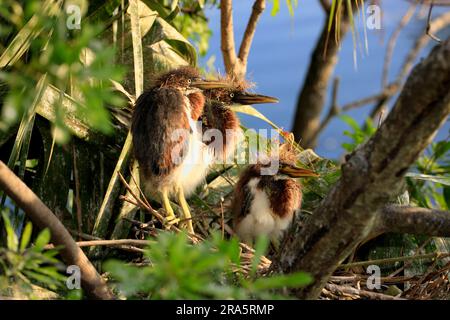 Herons tricolore (Egretta tricolor), youngs at Nest, Florida, USA, Heron Foto Stock