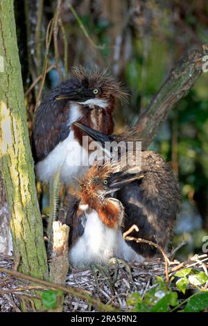 Herons tricolore (Egretta tricolor), youngs at Nest, Florida, USA, Heron Foto Stock