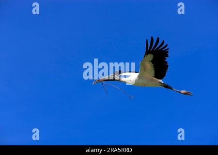 Woodstork (Mycteria americana) con materiale di nidificazione, Florida, USA, American Wood Ibis, Side Foto Stock