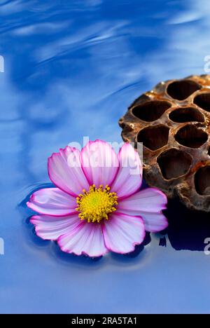 Fioritura di astice messicano (Cosmos bipinnatus), fiore di loto indiano (Nelumbo nucifera), frutta, cosmetici, Lotuslotus indiano, lotus Foto Stock