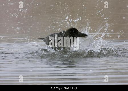 Corvo della giungla, lago Kussharo, Hokkaido, Giappone (Corvus macrorhynchos) Foto Stock