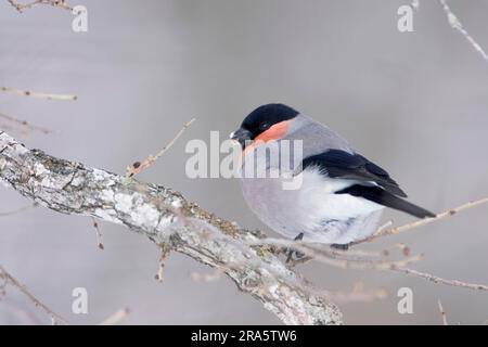 Bullfinch con abbellimento grigio, maschio, Hokkaido, Giappone (Pyrrhula pyrrrhula griseiventris), fringuelli Foto Stock