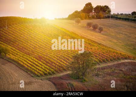 Vigneto colorato in autunno illuminato dal sole Foto Stock