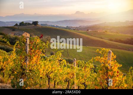 Vigneto colorato in autunno illuminato dal sole Foto Stock