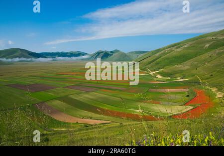 Vista del campo di montagna con fiori selvatici viola in Italia Foto Stock