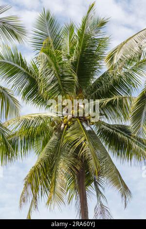 Noci di cocco su palme da cocco. Cocos nucifera. Fotografato nella Repubblica di Singapore Foto Stock