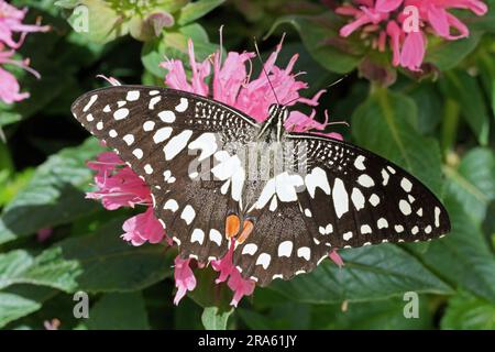 La farfalla di lime poggia su un fiore rosa, altri nomi comuni: Farfalla di limone o coda di rondine di lime; nome scientifico: Papilio demoleus; Papilionidae Foto Stock