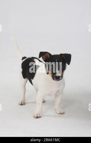 Jack Russell Terrier, cucciolo, 4 mesi, tricolore Foto Stock