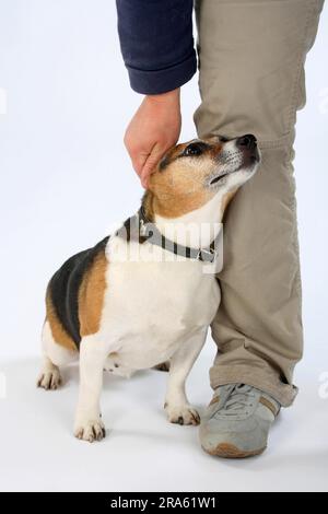 Jack Russell Terrier, donna, 8 anni, appoggiata su una gamba umana Foto Stock