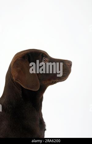 Labrador retriever, 11 settimane, marrone, laterale, profilo Foto Stock