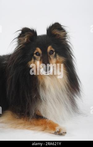 Sheltie, 10 anni, Shetland Sheepdog Foto Stock