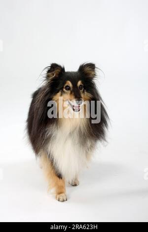 Sheltie, 10 anni, Shetland Sheepdog Foto Stock