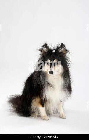 Sheltie, 10 anni, Shetland Sheepdog Foto Stock