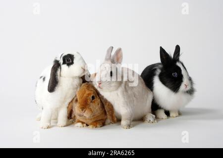 Blu-bianco e albicocca, conigli nani, nani di colore, raso e conigli nani di criniera del leone, conigli domestici, nani di colore satinato, arieti nani rex, ariete Foto Stock