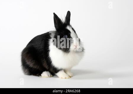 Coniglio nano con manna di leone, coniglio con testa di leone, coniglio domestico, coniglio nano Foto Stock