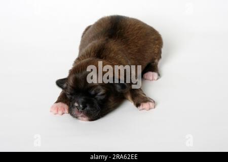 Spagnolo tibetano, cucciolo, 7 giorni Foto Stock