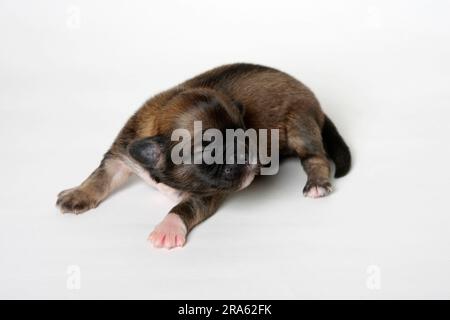 Spagnolo tibetano, cucciolo, 7 giorni Foto Stock