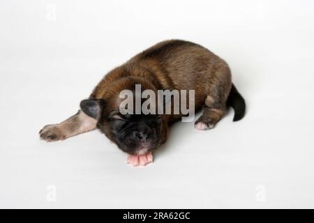 Spagnolo tibetano, cucciolo, 7 giorni Foto Stock