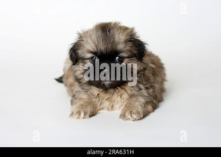 Spagnolo tibetano, cucciolo, 6 settimane Foto Stock