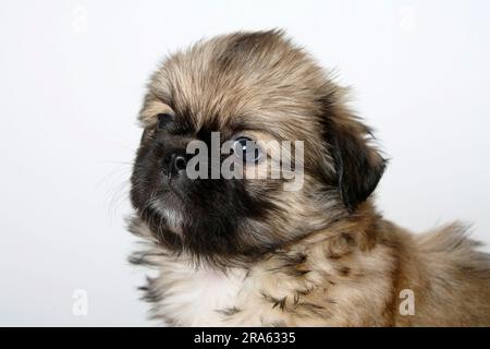 Spagnolo tibetano, cucciolo, 6 settimane Foto Stock