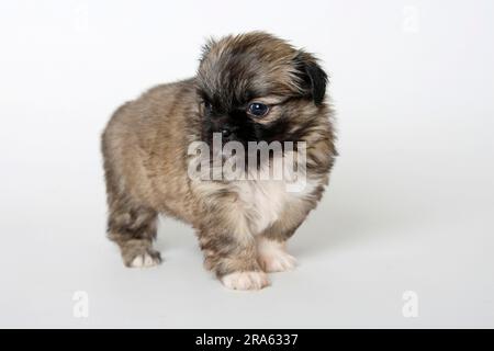 Spagnolo tibetano, cucciolo, 5 settimane Foto Stock