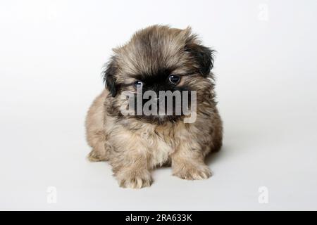 Spagnolo tibetano, cucciolo, 6 settimane Foto Stock