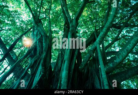 Fig, Giamaica (Ficus) Foto Stock