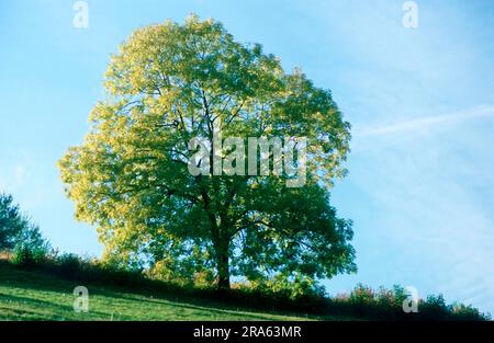 Cenere europea (Fraxinus excelsior) Foto Stock