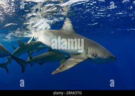 Squali delle Galapagos (Carcharhinus galapagensis), isola di Oahu, Hawaii, squalo delle Galapagos, Stati Uniti Foto Stock