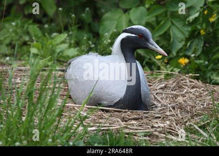 Gru demoiselle (Anthropoides virgo) sul nido Foto Stock