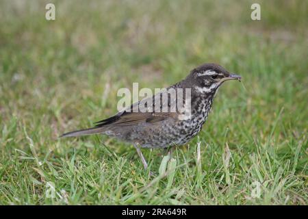 Redwing (Turdus iliacus), giovane uccello, laterale, Islanda Foto Stock