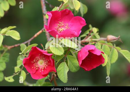 Rosa mandarino (Rosa moyesii) Foto Stock