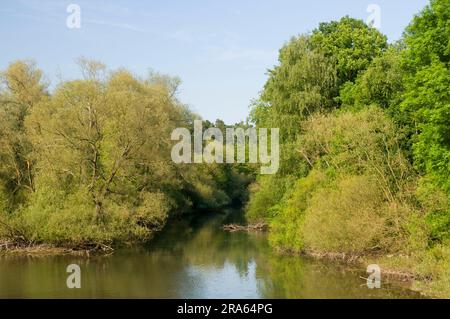 Riserva naturale di Moehnesee, Voellinghausen, Sauerland, Renania settentrionale-Vestfalia, Germania Foto Stock