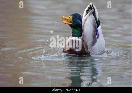 Il germano reale (Anas platyrhynchos) drake, Bassa Sassonia, Germania Foto Stock