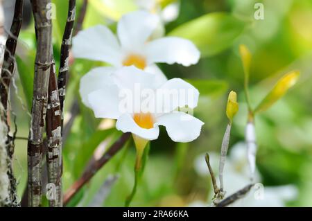 Mandevilla Vine, Rose Dipladenia o Mandevilla x amabilis o Hort Buck o Alice du Pont o Apocynaceae vegetali o fiori bianchi Foto Stock