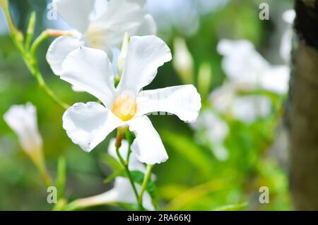 Mandevilla Vine, Rose Dipladenia o Mandevilla x amabilis o Hort Buck o Alice du Pont o Apocynaceae vegetali o fiori bianchi Foto Stock