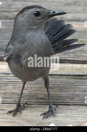 Un Gray Catbird sul ponte sul cortile Foto Stock