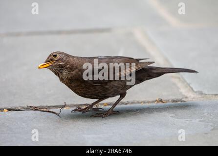 Una femmina di uccello nero comune (Turdus merula) con piumaggio marrone scuro e un becco giallo opaco in piedi su una superficie di pietra del patio. Foto Stock