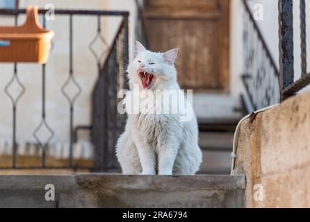 Una foto di un gatto angora turco bianco che sbadiglia in cima ad alcune scale. Foto Stock