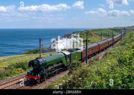 Il Flying Scotsman passa attraverso Lamberton nei confini scozzesi mentre si dirige verso Edimburgo. Il motore a vapore più famoso del mondo, 60103 Flying Scotsman, compie 100 anni quest'anno. Data foto: Sabato 1 luglio 2023. Foto Stock